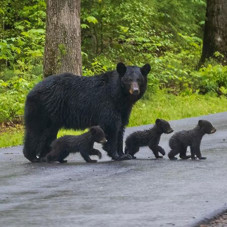 Ober Hideaway, Hot Tub, Wifi, 1089 Free Tickets Each Paid Day, Dollywood And More Gatlinburg Buitenkant foto